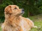 Golden Retriever dog portrait looking alert. Art Print